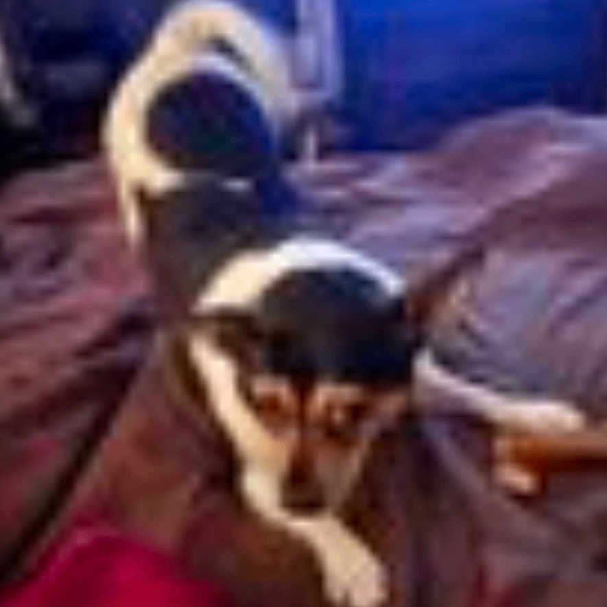 Oreo