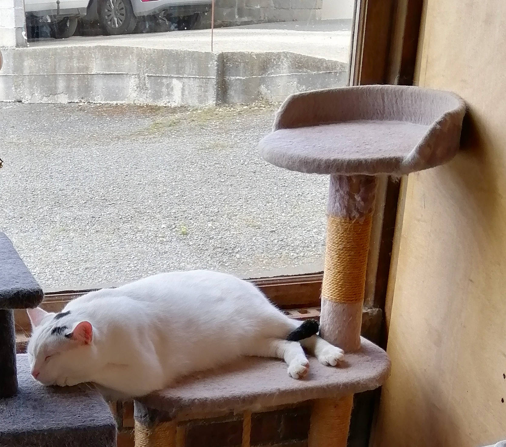 Angel a rejoint le concours — aidez-le/la à gagner de superbes lots ! automotive_tire, bar_stool, companion_dog, dog_breed, domestic_pig, fawn, felidae, flooring, hardwood, livestock, metal, outdoor_furniture, snapshot, suidae, tail, terrestrial_animal, truck, whiskers, white, wood