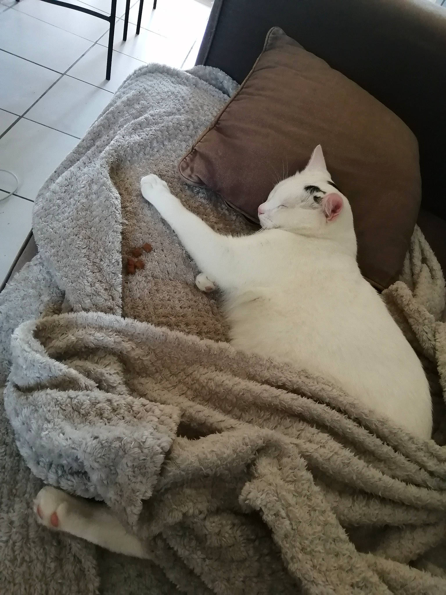 Angel a rejoint le concours — aidez-le/la à gagner de superbes lots ! bed, bedding, carnivore, cat, chair, comfort, couch, fawn, felidae, flooring, fur, furniture, grey, linens, small_to_medium_sized_cats, snout, tail, textile, whiskers, wood