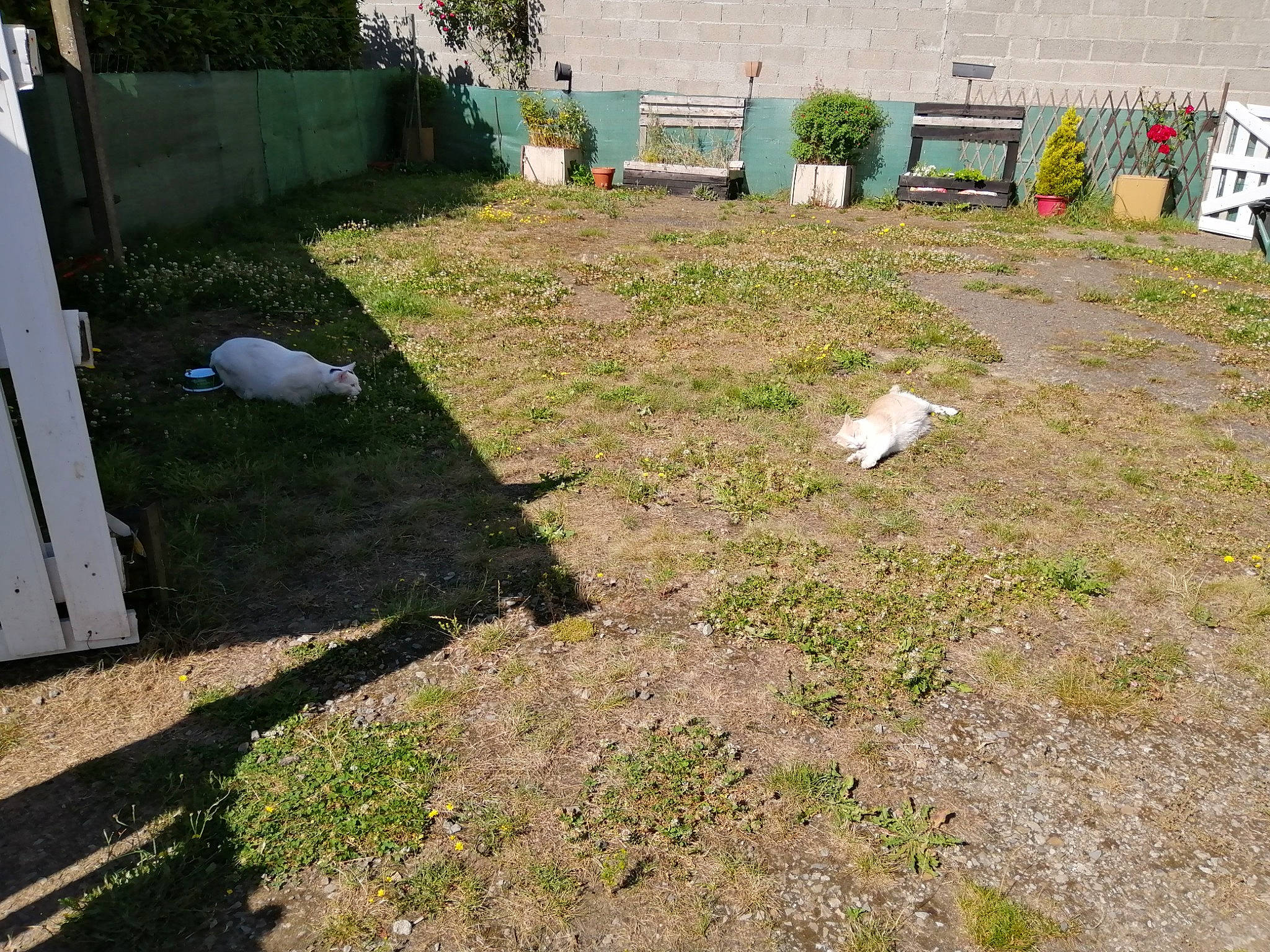 Loulou a rejoint le concours — aidez-le/la à gagner de superbes lots ! bird, cemetery, chair, event, garden, grass, grass_family, grave, groundcover, home, home_fencing, land_lot, landscape, landscaping, lawn, plant, shrub, soil, tree, walkway