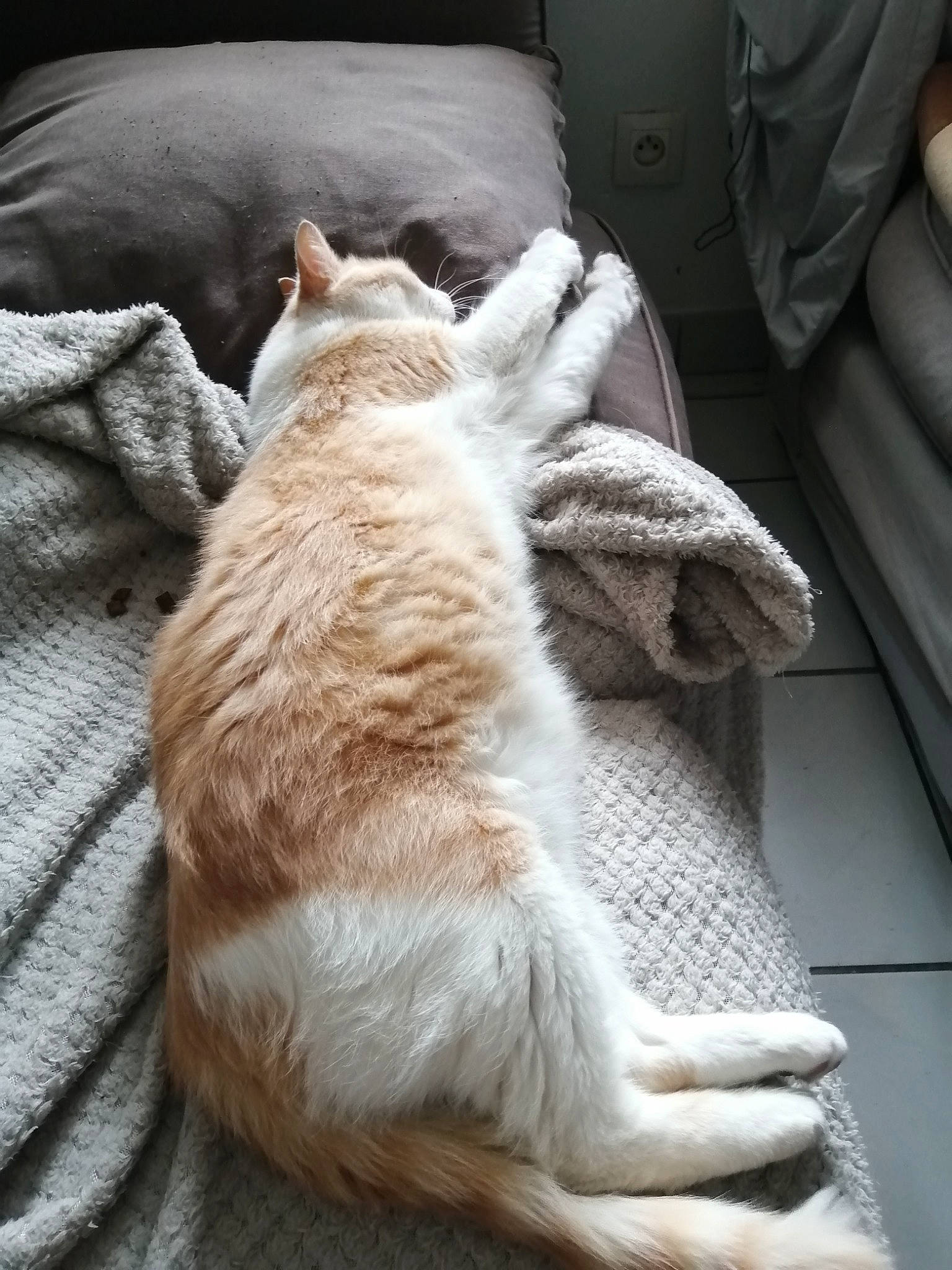 Loulou participe au concours pour gagner de l'argent avec cette photo : canidae, carnivore, cat, claw, comfort, domestic_short_haired_cat, fawn, felidae, foot, fur, gesture, human_leg, nap, paw, sleep, small_to_medium_sized_cats, sporting_group, tail, whiskers, wood