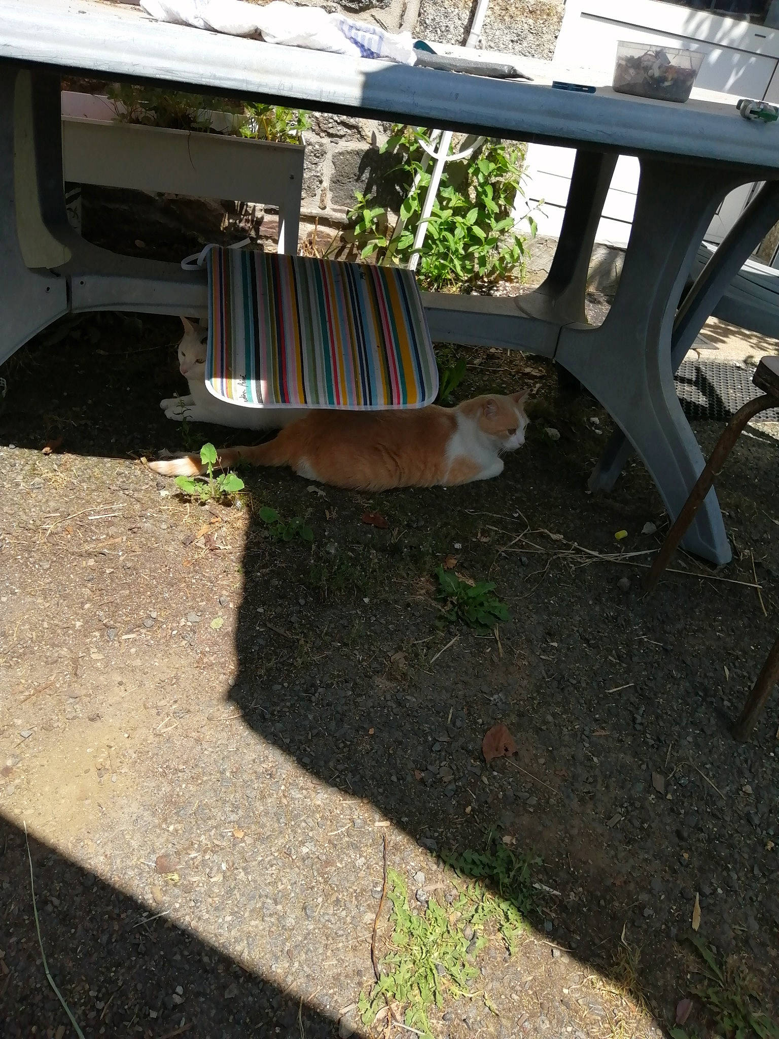 Loulou a rejoint le concours — aidez-le/la à gagner de superbes lots ! asphalt, automotive_exterior, chair, concrete, grass, hardwood, landscape, landscaping, outdoor_bench, outdoor_furniture, plant, road_surface, shade, shrub, soil, street_furniture, tints_and_shades, urban_design, wood, wood_stain