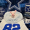 Baby D joined the competition — help win amazing prizes! dog, puppy, french_bulldog, pet_bed, fluffy, sports, football, mug, jersey, number_82, cowboys, team_logo, blue, white, indoor, cute, animal, resting, blanket, decor