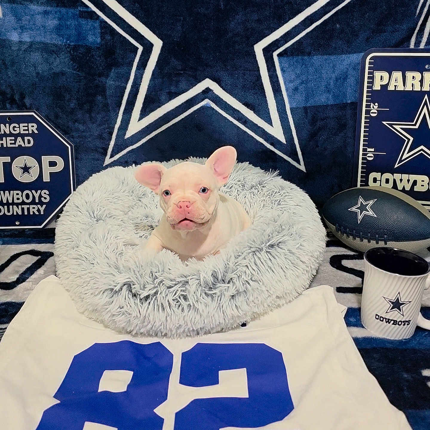 Baby D joined the competition — help win amazing prizes! dog, puppy, french_bulldog, pet_bed, fluffy, sports, football, mug, jersey, number_82, cowboys, team_logo, blue, white, indoor, cute, animal, resting, blanket, decor
