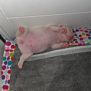 Baby D joined the competition — help win amazing prizes! puppy, newborn, sleeping, pink_belly, paw, blanket, polka_dot, gray_cloth, cute, animal, pet, indoors, resting, small, fur, adorable, peaceful, young, lying_down, mammal