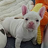 Baby D is registered to the contest to win money with this photo: french_bulldog, puppy, dog, white_dog, pink_nose, ears, blanket, stuffed_toy, orange_toy, yellow_toy, cute, pet, animal, indoor, floor_mat, alert, small_dog, companion, adorable, playful