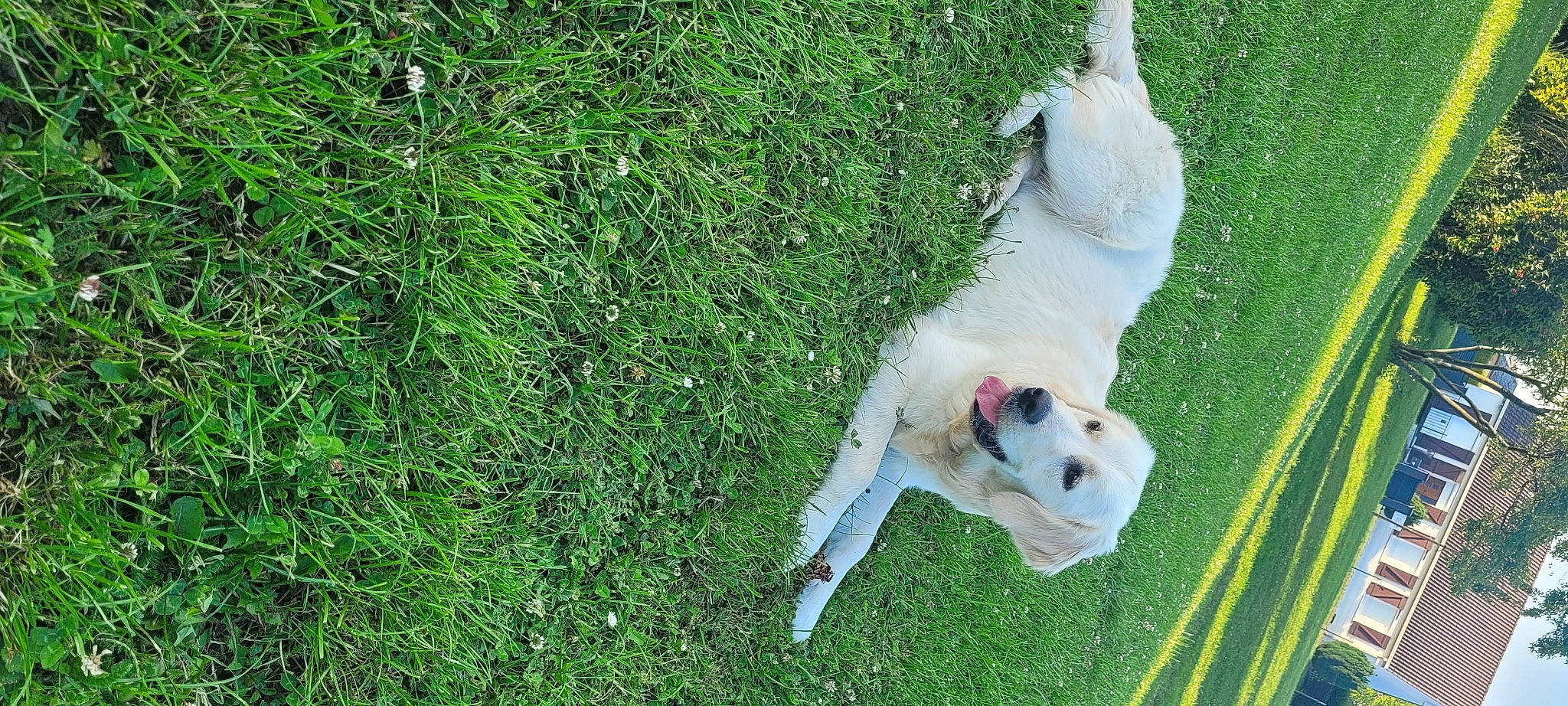 Syra participe au concours pour gagner de l'argent avec cette photo : canidae, carnivore, cockatoo, collar, companion_dog, dog, dog_breed, fawn, grass, grassland, groundcover, lawn, non_sporting_group, pasture, plant, snout, tail, wildlife, working_animal