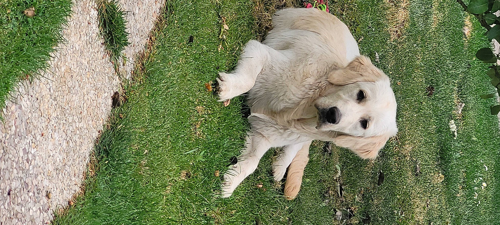 Syra participe au concours pour gagner de l'argent avec cette photo : carnivore, cockatoo, companion_dog, dog, dog_breed, fawn, fur, grass, groundcover, kuvasz, lawn, livestock_guardian_dog, plant, polish_tatra_sheepdog, retriever, sheep, slovak_cuvac, sporting_group, tail, working_animal