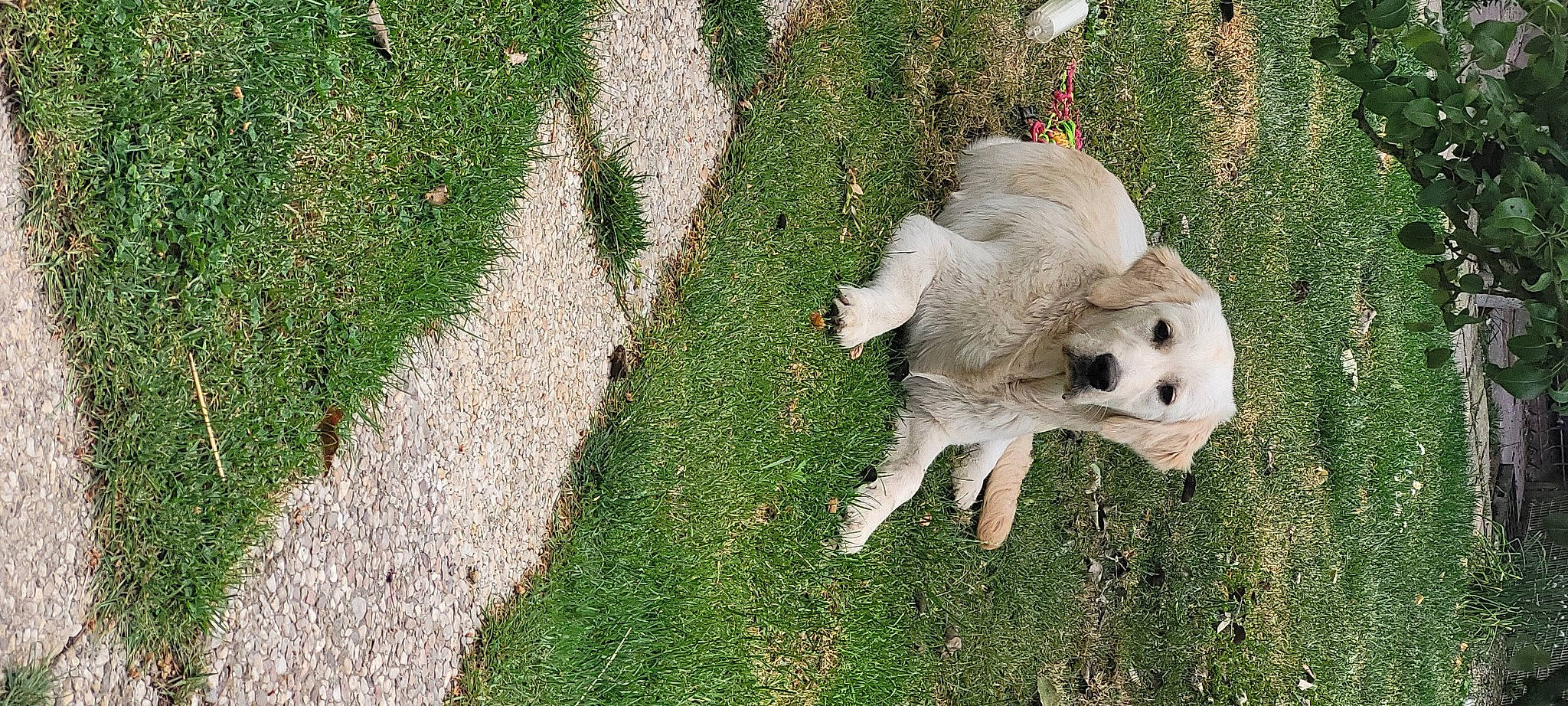 Syra participe au concours pour gagner de l'argent avec cette photo : ball, carnivore, companion_dog, dog, dog_breed, fawn, garden, grass, groundcover, lawn, livestock_guardian_dog, plant, retriever, shrub, snout, soil, tail, terrestrial_animal, tree, working_animal