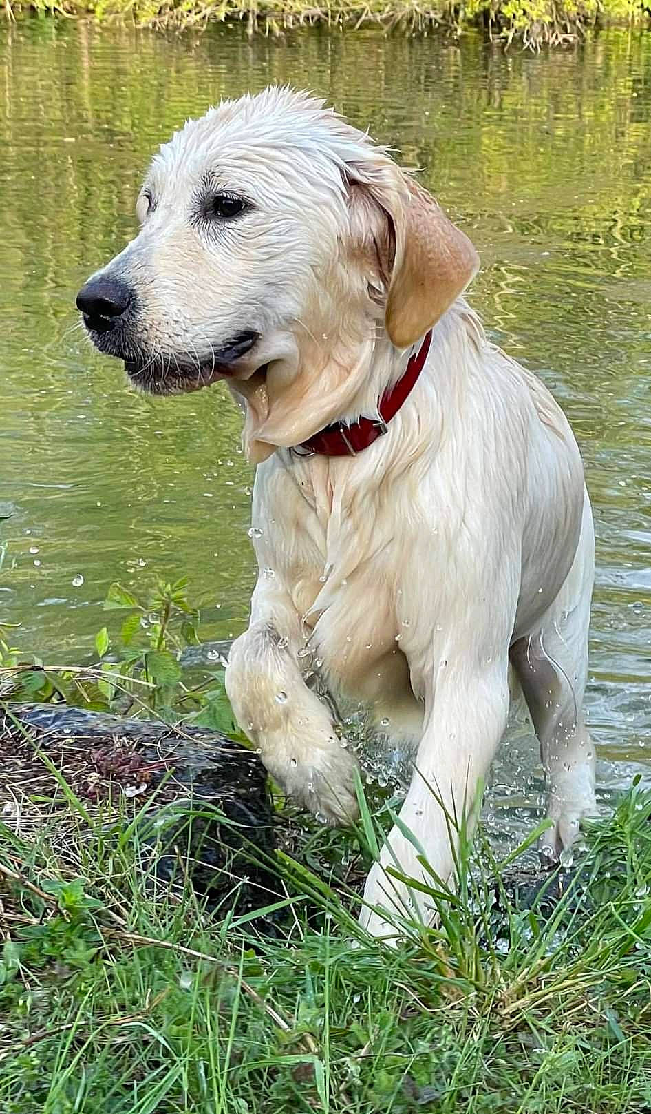 Syra participe au concours pour gagner de l'argent avec cette photo : canidae, carnivore, collar, companion_dog, dog, dog_breed, dog_collar, fawn, grass, gun_dog, lake, pet_supply, plant, retriever, snout, sporting_group, tail, water, whiskers, working_animal