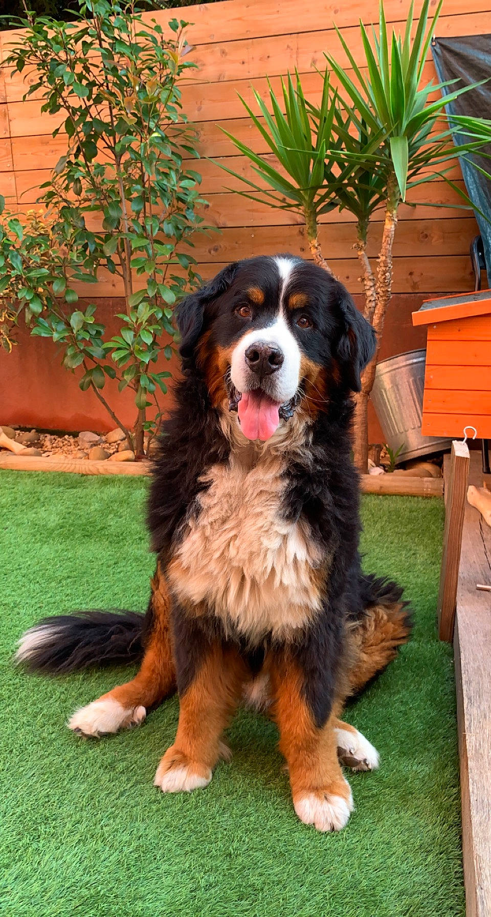 Truffe participe au concours pour gagner de l'argent avec cette photo : bernese_mountain_dog, bored, canidae, carnivore, companion_dog, dog, dog_breed, door, flowerpot, fur, grass, herding_dog, houseplant, plant, snout, sporting_group, terrestrial_animal, working_dog