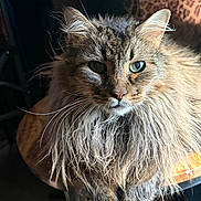 Hurcules is registered to the contest to win money with this photo: cat, long_hair, fluffy, tabby, blue_eye, heterochromia, whiskers, ears, fur, animal, pet, portrait, close_up, indoor, dramatic_lighting, sunlight, leopard_print, sitting, staring, majestic
