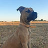 dog, canine, tan_dog, sitting, outdoor, field, harvested_field, rural, countryside, blue_sky, sunlight, collar, leash, short_hair, upright_ears, portrait, animal, grass, straw, power_lines