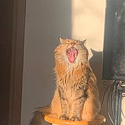 River joined the competition — help win amazing prizes! cat, orange_cat, fluffy, long_hair, yawning, open_mouth, sitting, stool, indoors, sunlight, sunbeam, home, interior, monitor, computer, cables, shadow, fur, portrait, funny