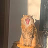 River joined the competition — help win amazing prizes! cables, cat, computer, fluffy, funny, fur, home, indoors, interior, long_hair, monitor, open_mouth, orange_cat, portrait, shadow, sitting, stool, sunbeam, sunlight, yawning