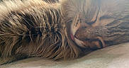 River is registered to the contest to win money with this photo: cat, tabby_cat, sleeping, fluffy, fur, whiskers, closed_eyes, curled_up, relaxed, pet, animal, brown, striped, indoors, sunlight, cozy, cushion, close_up, nap, peaceful