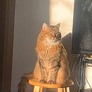 River joined the competition — help win amazing prizes! animal, cables, cat, computer_monitor, ears, feline, fluffy, ginger_cat, golden_light, home_office, indoor, long_hair, pet, portrait, sitting, stool, sunlight, tail, whiskers, wooden_furniture