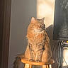 animal, cables, cat, computer_monitor, ears, feline, fluffy, ginger_cat, golden_light, home_office, indoor, long_hair, pet, portrait, sitting, stool, sunlight, tail, whiskers, wooden_furniture