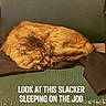 River is registered to the contest to win money with this photo: cat, orange_cat, sleeping, curled_up, fluffy, fur, indoors, office_chair, chair, green, caption, text_overlay, relaxed, resting, animal, pet, cute, humor, low_light, portrait
