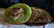 River joined the competition — help win amazing prizes! animal, bed, bedroom, blanket, cat, cozy, donut_collar, feline, fluffy, indoor, long_hair, pet, portrait, recovery_collar, resting, sleeping, sleepy, tabby, whiskers, window