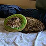 River joined the competition — help win amazing prizes! cat, feline, sleeping, fluffy, long_hair, tabby, pet, animal, donut_collar, recovery_collar, bed, blanket, bedroom, indoor, resting, cozy, sleepy, whiskers, portrait, window