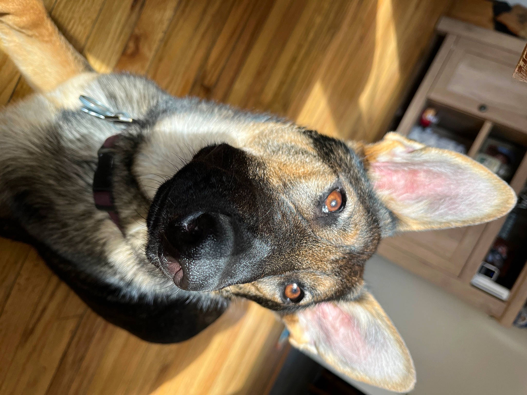 Juneau joined the competition — help win amazing prizes! cabinetry, canidae, carnivore, collar, companion_dog, dog, dog_breed, ear, eye, fawn, flooring, fur, hardwood, kitchen_appliance, snout, sporting_group, whiskers, wood, working_animal, working_dog