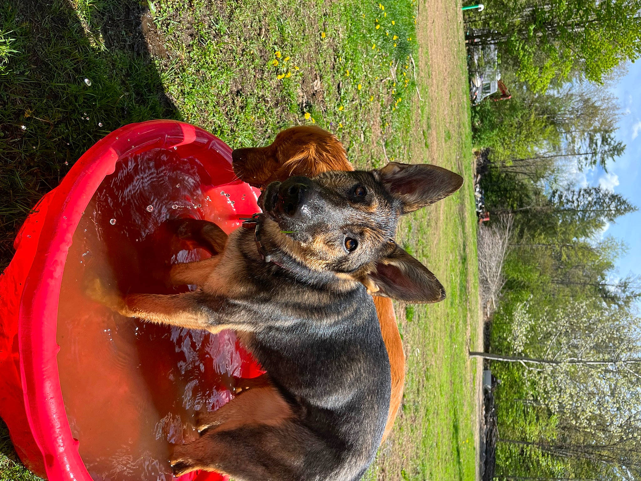 Juneau is registered to the contest to win money with this photo: canidae, carnivore, companion_dog, dog, dog_breed, east_european_shepherd, fawn, grass, marsupial, old_german_shepherd_dog, plant, sky, snout, sporting_group, tail, terrestrial_animal, tree, trunk, wildlife, working_animal