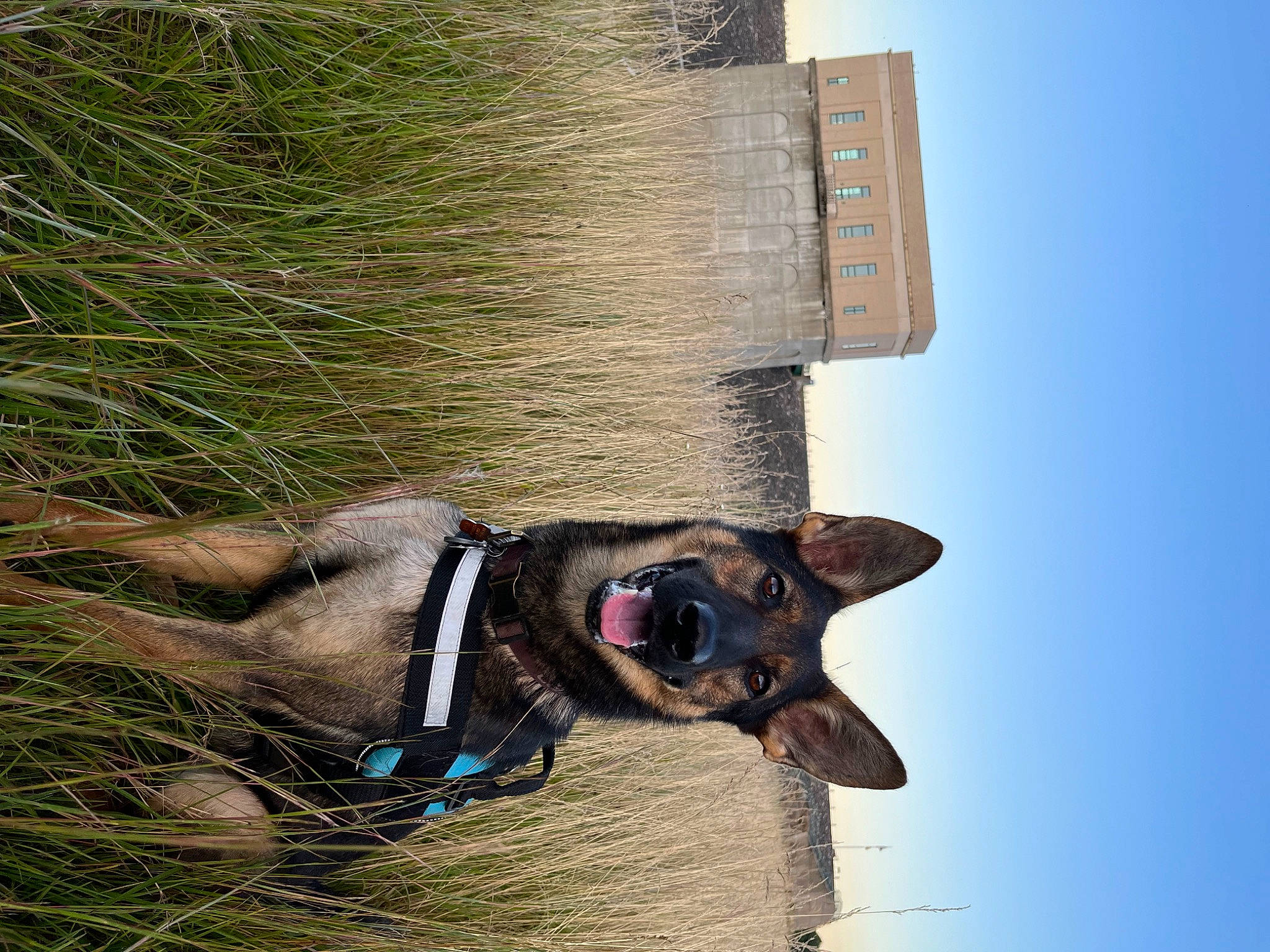 Juneau joined the competition — help win amazing prizes! canidae, carnivore, collar, dog, dog_breed, dog_collar, dog_supply, electric_blue, fashion_accessory, fawn, grass, leash, liver, pet_supply, sky, snout, sporting_group, whiskers, wood, working_animal