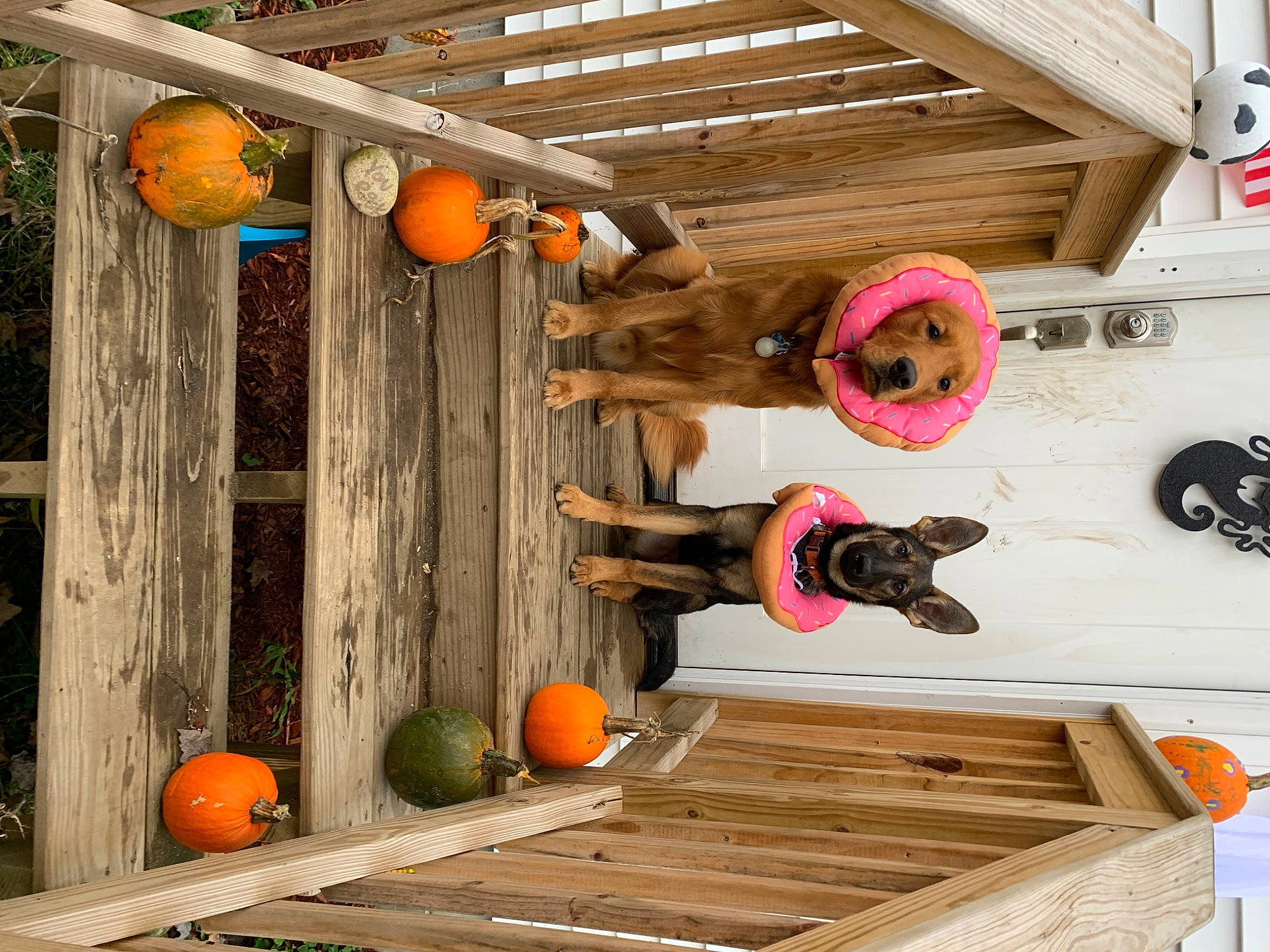 Juneau is registered to the contest to win money with this photo: calabaza, door, fun, gourd, hardwood, hat, house, leisure, lumber, natural_foods, orange, plant, pumpkin, recreation, room, wheel, window, winter_squash, wood, wood_stain