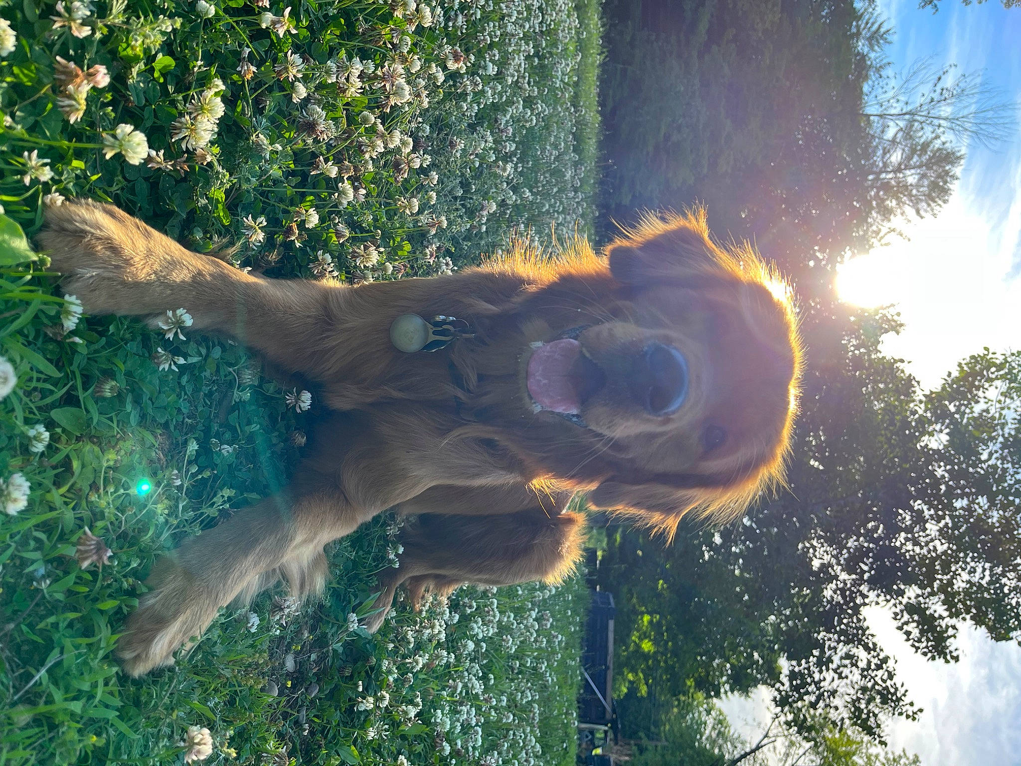 Leeroy is registered to the contest to win money with this photo: art, dress, gesture, grass, happy, heat, landscape, leisure, lens_flare, light, people_in_nature, plant, sculpture, sky, statue, tints_and_shades, tree, vegetation, water, wood