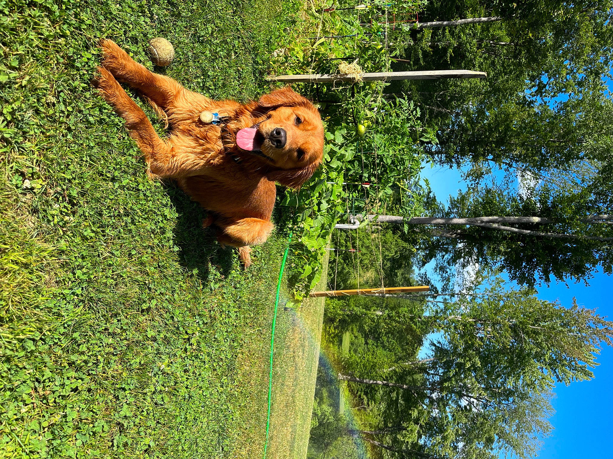 Leeroy joined the competition — help win amazing prizes! adventure, agriculture, climbing_harness, fun, grass, happy, helmet, leisure, people_in_nature, plant, recreation, sky, terrestrial_animal, toy, tree, wood, working_animal
