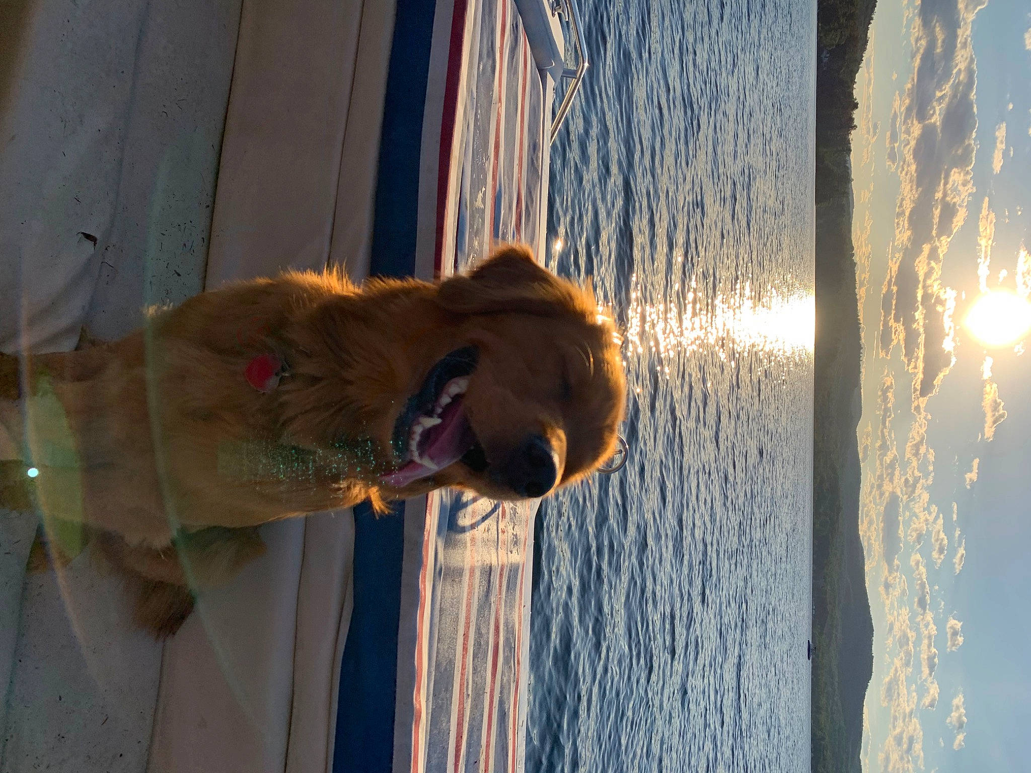 Leeroy joined the competition — help win amazing prizes! beach, dog, electric_blue, fawn, fun, happy, heat, lake, light, lighting, plant, reflection, shadow, sky, smile, tints_and_shades, tree, water, window, wood