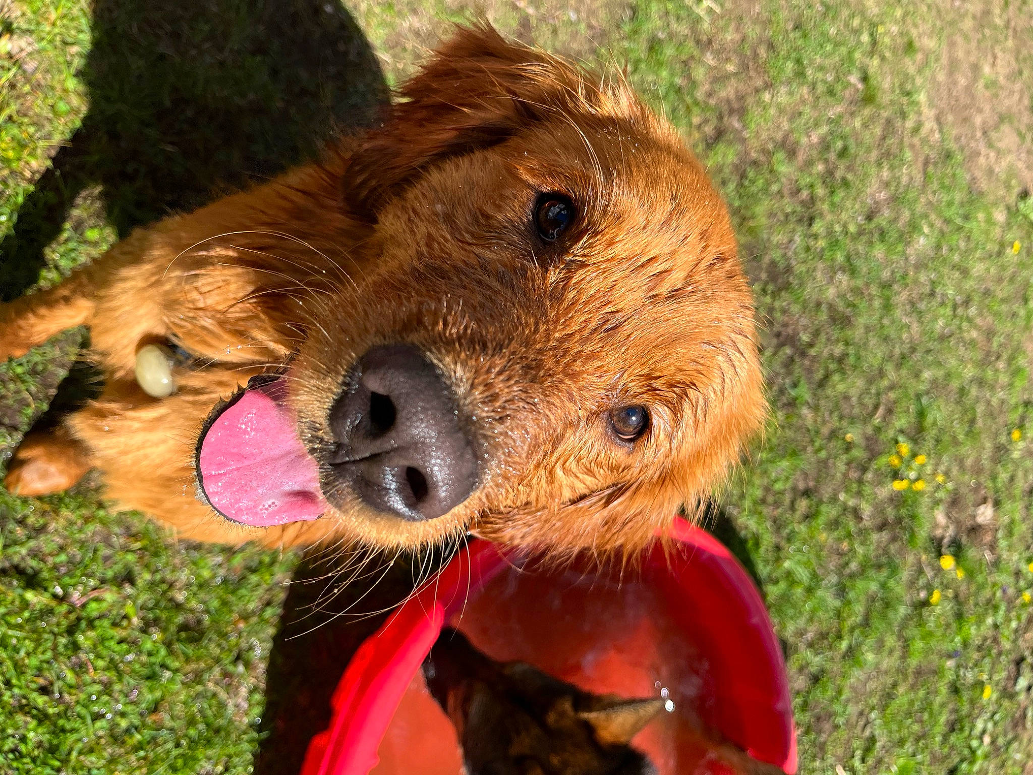 Leeroy joined the competition — help win amazing prizes! airedale_terrier, canidae, carnivore, companion_dog, dog, dog_breed, dog_clothes, dog_supply, fawn, fur, grass, liver, plant, snout, sporting_group, stuffed_toy, terrestrial_animal, terrier, whiskers, working_animal