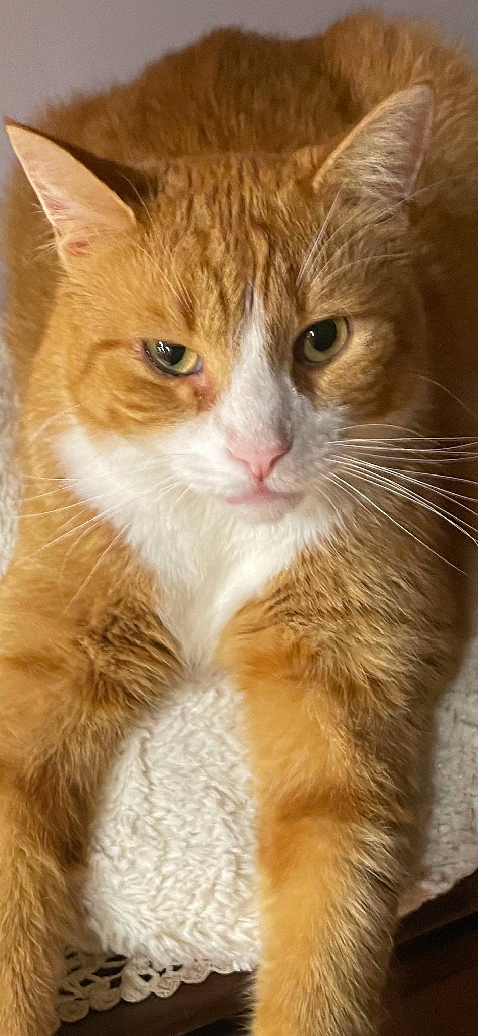 Gilbert is registered to the contest to win money with this photo: carnivore, cat, claw, domestic_short_haired_cat, ear, eye, fawn, felidae, fur, head, paw, small_to_medium_sized_cats, snout, tail, terrestrial_animal, whiskers, wildlife