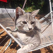 Orphée participe au concours pour gagner de l'argent avec cette photo : animal, blue_canopy, calm, cat, daylight, fur, ground, hammock, mesh, nature, outdoor, paw, pet, relaxed, resting, shade, shadow, sunlight, tabby_cat, whiskers