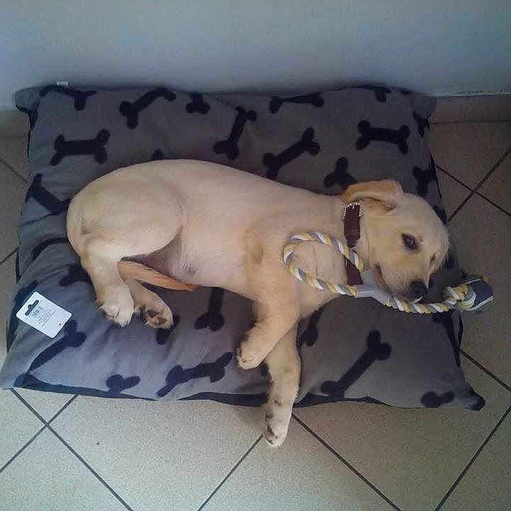 ILIUS