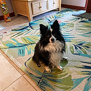 Chief joined the competition — help win amazing prizes! dog, indoor, rug, black_and_white, pet, floor, tile, furniture, cabinet, curious, small_dog, fluffy, cute, animal, companion, domestic, home, portrait, sitting, looking_up