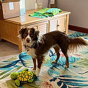 Cash joined the competition — help win amazing prizes! dog, toy, plush_turtle, rug, floral_pattern, wooden_cabinet, towel, cardboard_box, window, natural_light, indoor, pet, blue_eyes, brown_fur, white_fur, curious, standing, floor, home, cozy