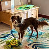 dog, toy, plush_turtle, rug, floral_pattern, wooden_cabinet, towel, cardboard_box, window, natural_light, indoor, pet, blue_eyes, brown_fur, white_fur, curious, standing, floor, home, cozy