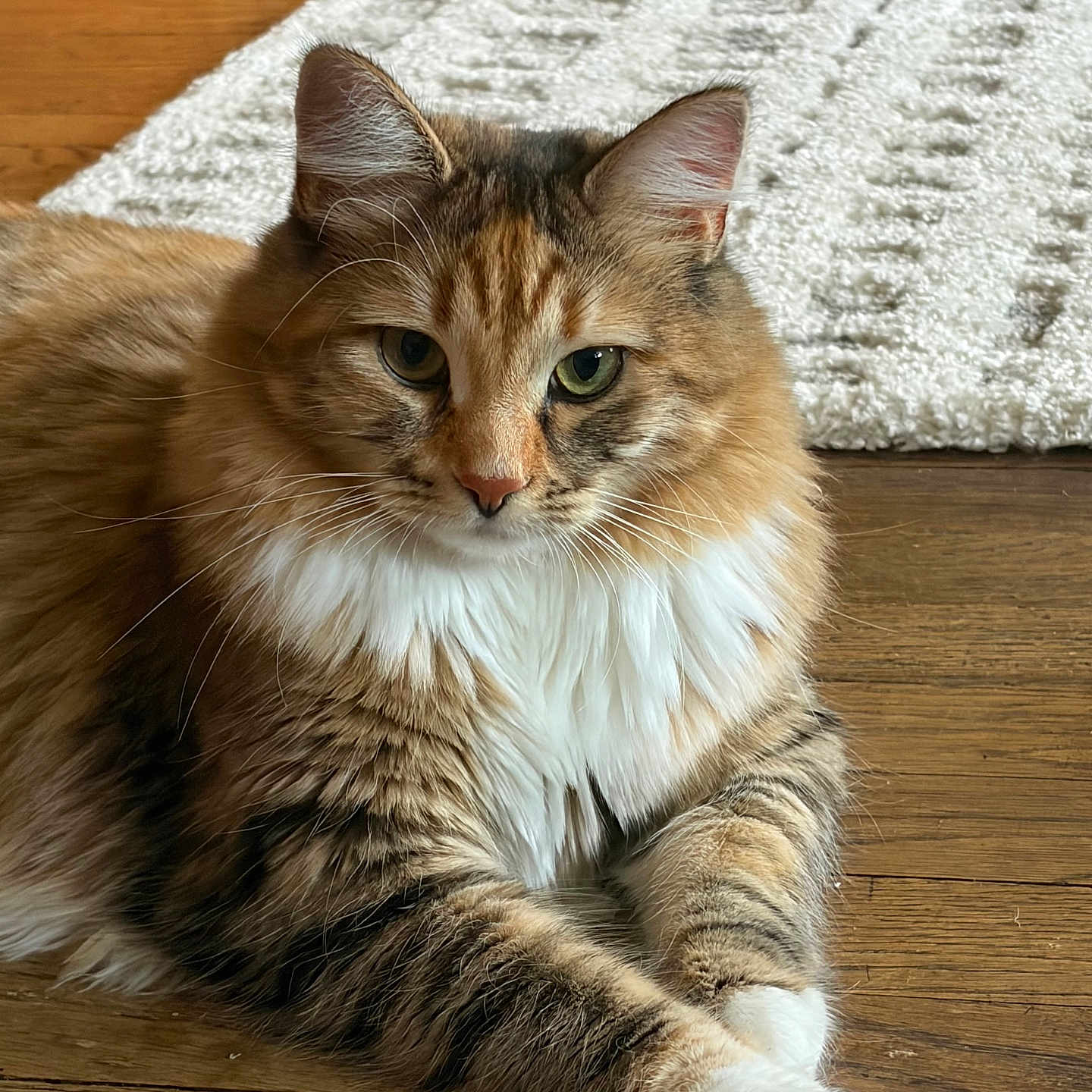 Biscuit