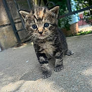 Anchovy is registered to the contest to win money with this photo: kitten, cat, tabby, animal, pet, cute, young, blue_eyes, outdoor, concrete, curious, feline, small, fur, whiskers, closeup, nature, adorable, playful, portrait