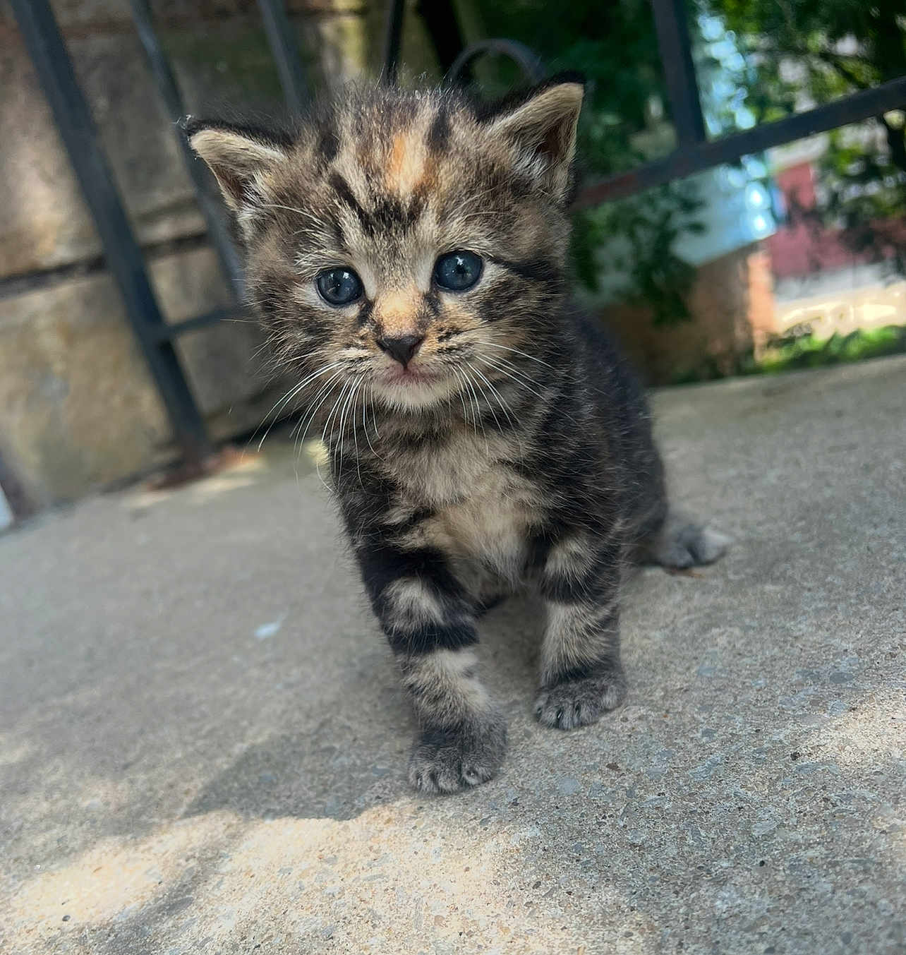 Anchovy is registered to the contest to win money with this photo: kitten, cat, tabby, animal, pet, cute, young, blue_eyes, outdoor, concrete, curious, feline, small, fur, whiskers, closeup, nature, adorable, playful, portrait
