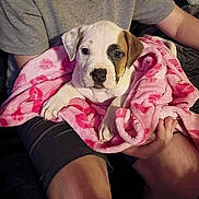Nova joined the competition — help win amazing prizes! animal, blanket, comfort, cozy, cute, dog, fur, gray_shirt, hands, heart_pattern, indoor, lap, legs, person, pet, pink, puppy, resting, shorts, young_dog