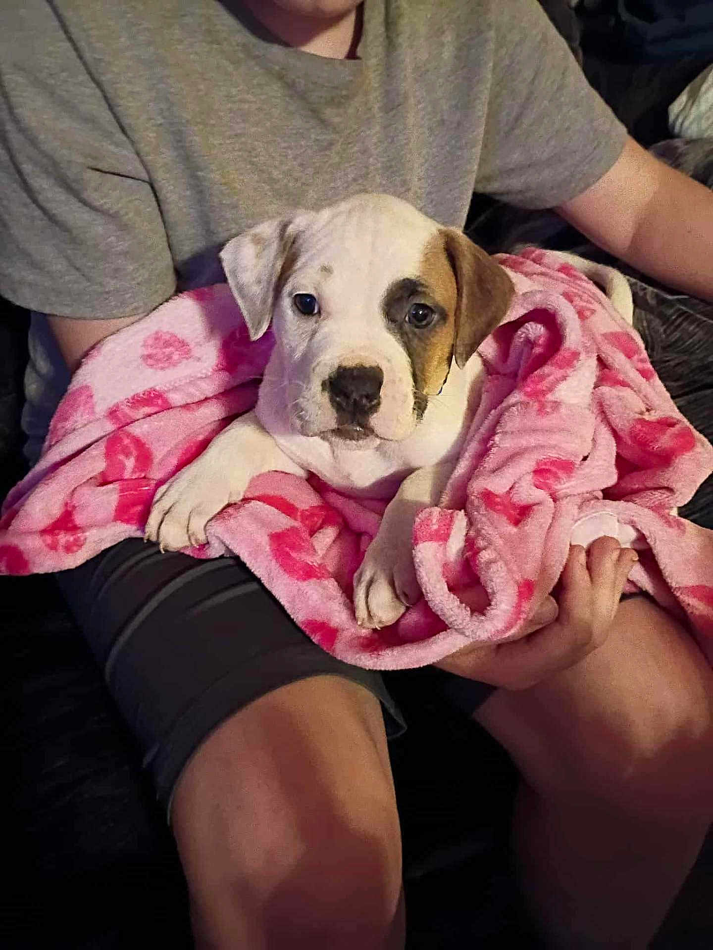 Nova