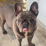 Princess Leia joined the competition — help win amazing prizes! french_bulldog, dog, pet, tongue_out, indoor, wooden_floor, ears, curious, animal, canine, cute, playful, standing, brown, short_hair, companion, domestic, portrait, friendly, adorable