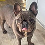 french_bulldog, dog, pet, tongue_out, indoor, wooden_floor, ears, curious, animal, canine, cute, playful, standing, brown, short_hair, companion, domestic, portrait, friendly, adorable