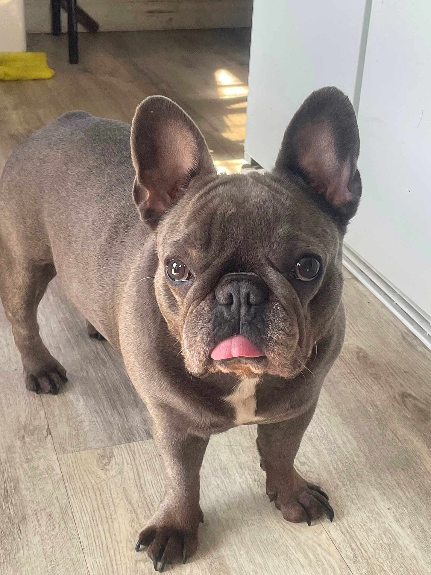 Princess Leia
