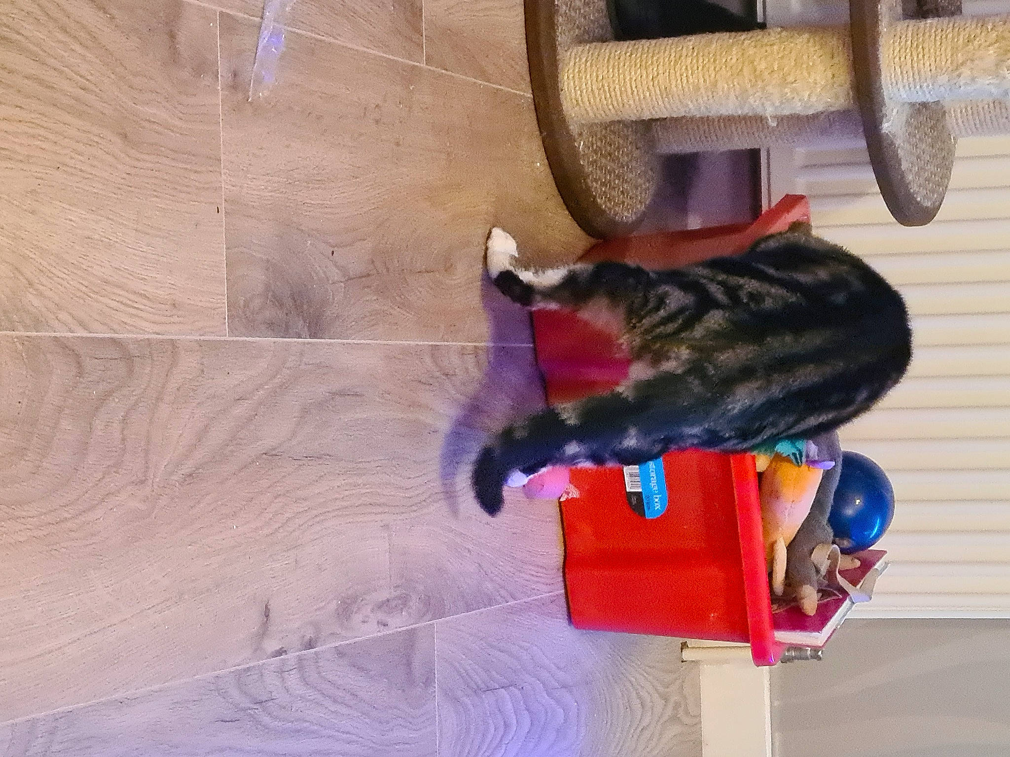 Homer joined the competition — help win amazing prizes! canidae, carnivore, cat, collar, dog_breed, domestic_short_haired_cat, electric_blue, felidae, flooring, fur, hardwood, reptile, room, small_to_medium_sized_cats, sporting_group, tail, toy, vehicle, wood