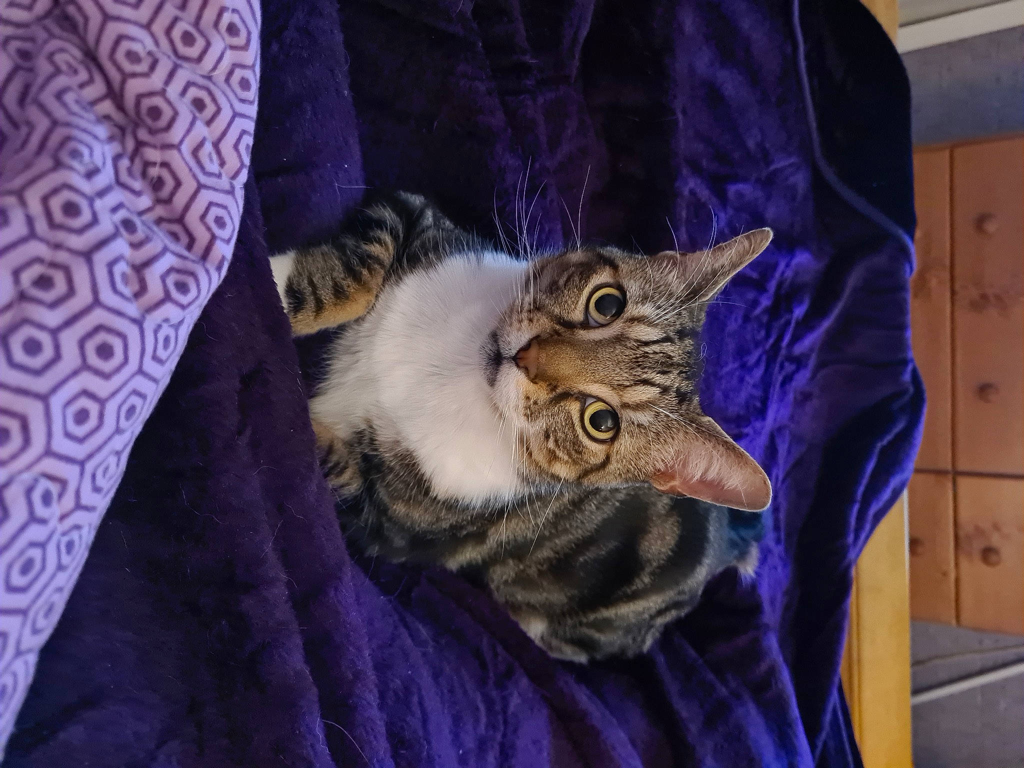 Homer is registered to the contest to win money with this photo: carnivore, cat, claw, comfort, domestic_short_haired_cat, felidae, fur, grey, linens, pattern, purple, small_to_medium_sized_cats, whiskers