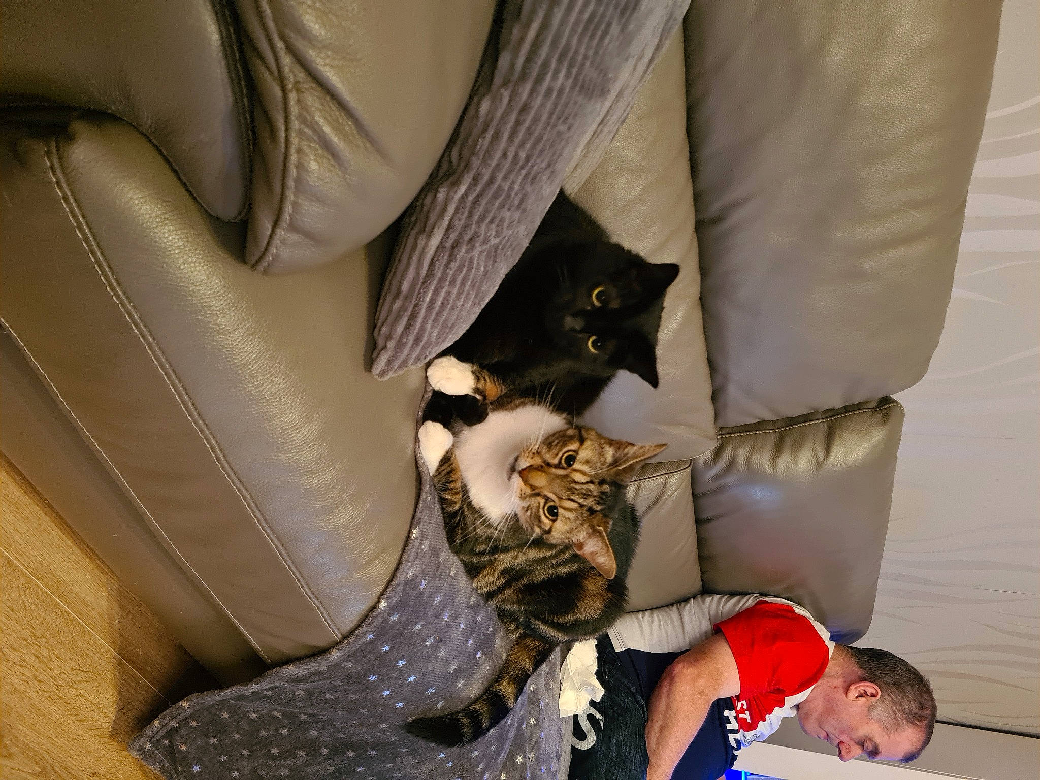 Homer is registered to the contest to win money with this photo: armrest, car_seat, car_seat_cover, carnivore, cat, comfort, couch, domestic_short_haired_cat, felidae, fur, human_leg, lap, linens, room, sitting, small_to_medium_sized_cats, tail, thigh, tree, whiskers